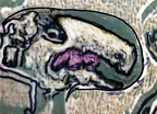hieroglyph9 dead sheep