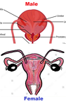25320 MALE-FEMALE BLEND 3 960x1467