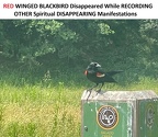 RED WINGED BLACKBIRD Disappeared While RECORDING OTHER Spiritual DISAPPEARING Manifestations - blend 1