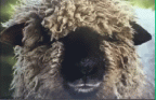 gif - Vatican - Sheep to St. Peter's Throne