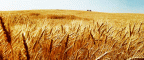 gif - Wheat Blowing