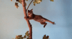 gif - Wind Blowing A Cat On A Tree