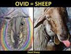 album-5-ovid--sheep
