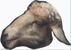 gif - Sheep to Tattoo (1)