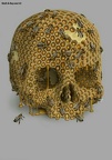 aaaHoneycomb skull
