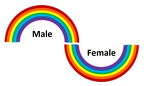 Male Female Rainbows