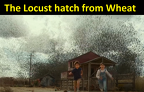 Jurassic World Dominion - Locusts 3
