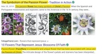 Passion Flower Represents the Passion of CHRIST