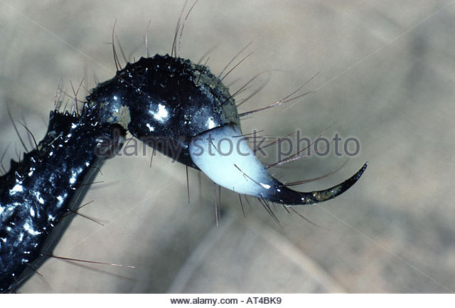 wasp scorpion--01.jpg
