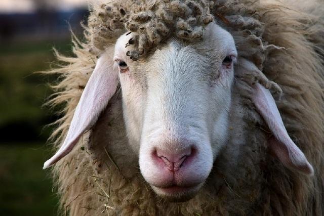 sheep-2-b2-01.jpg