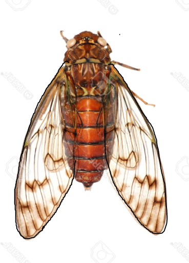 cicada.png