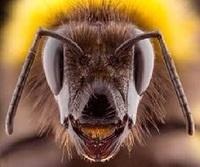 sitra-achra-qlipoth-wasp.jpg