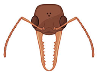 female-rival-ant-face-01.png