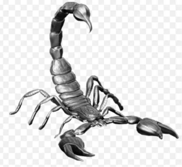 scorpion.jpg