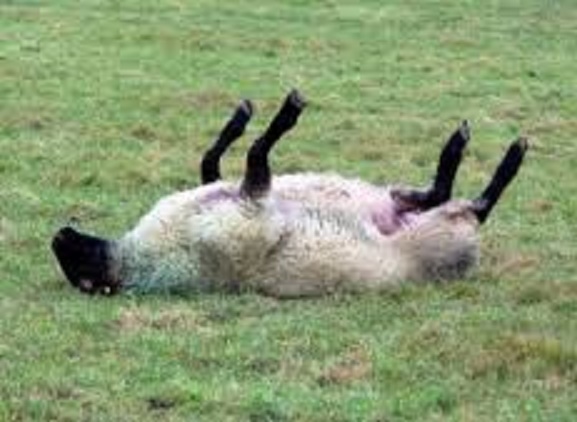 sheep-on-its-back-2.jpg